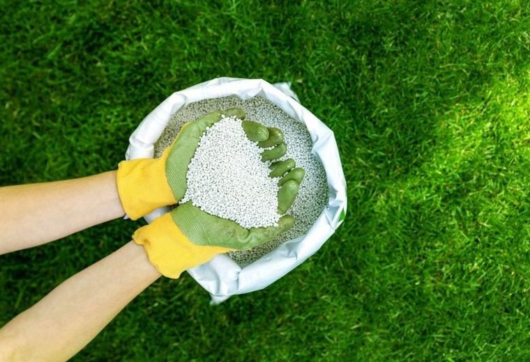 fertiliser votre pelouse