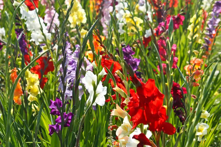 glaïeuls fleurissant en couleurs variées