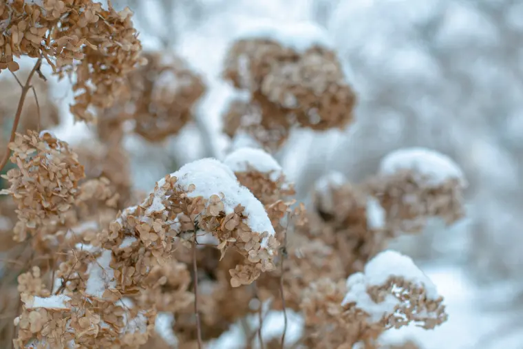 hivernage hortensia en pot artificiel
