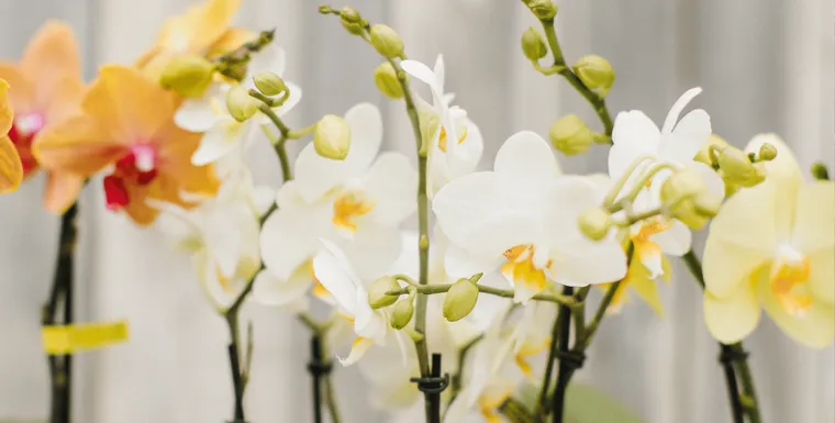 meilleur emplacement pour orchidée selon les saisons de l'année