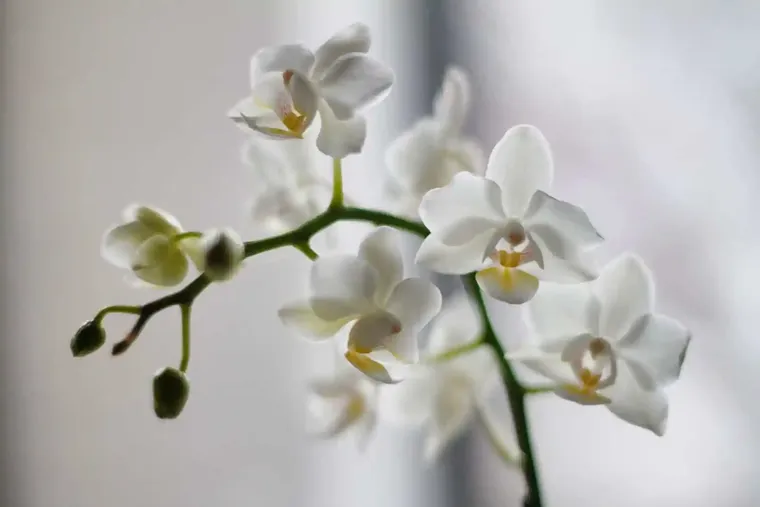 choisir un endroit pour orchidées dans la maison