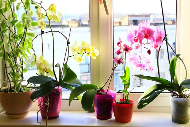 meilleure place pour orchidées intérieur