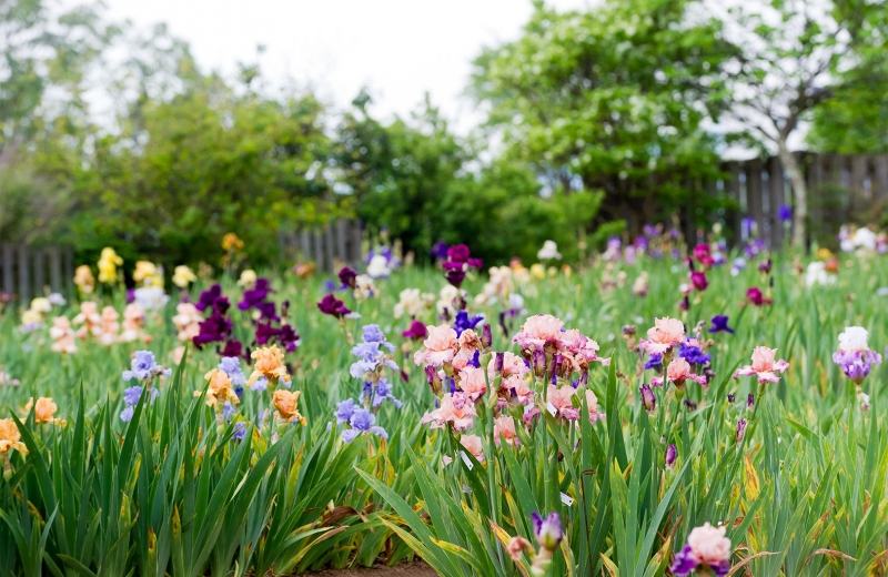 plante vivace à planter en septembre iris barbus culture entretien