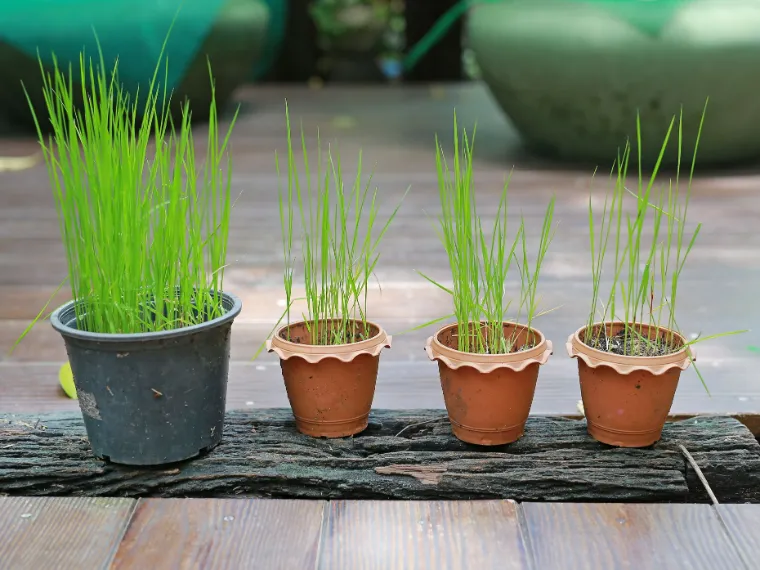 planter riz terrasse en pot