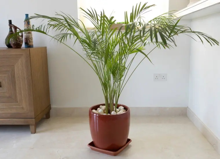 plantes dépolluantes pour chambre palme bambou