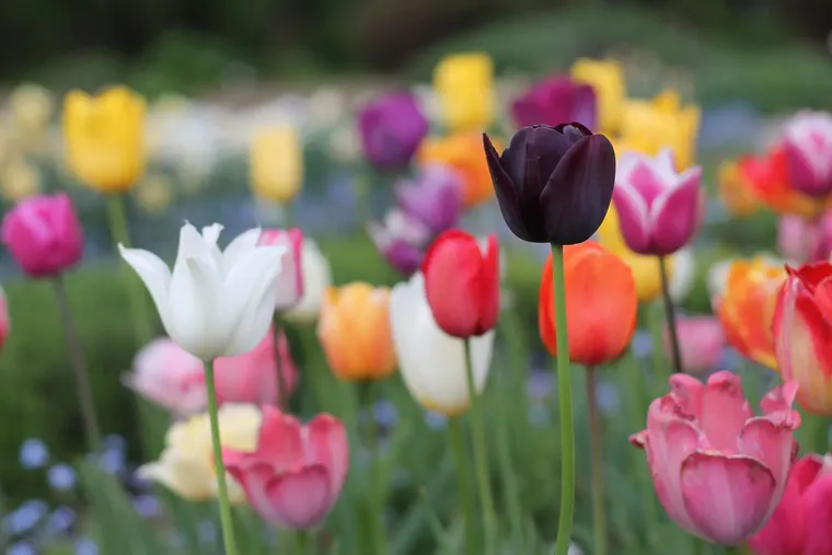 plantes vivaces à planter en automne tulipes