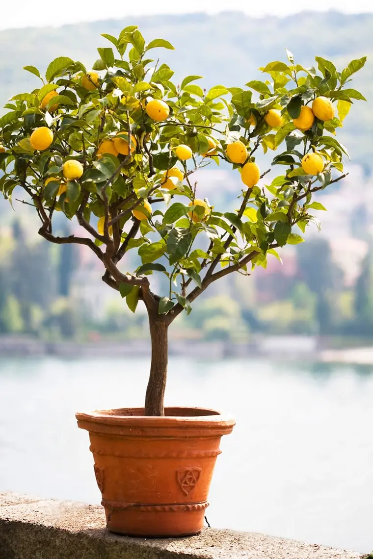 tailler un citronnier en pot