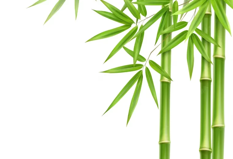tuer le bambou