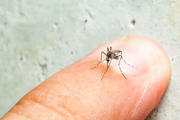 Comment est-ce que les moustiques choisissent leurs victimes