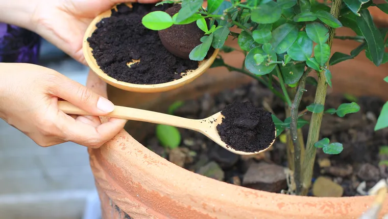 Fertilisez votre jardin avec le marc de café