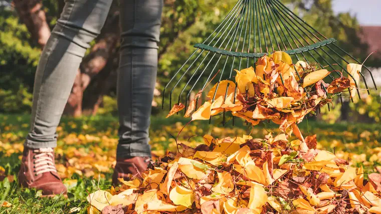 Les avantages de mettre des feuilles mortes dans le sol