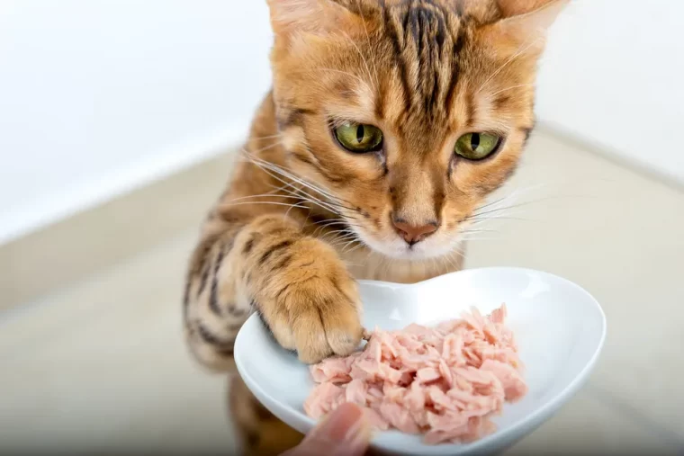Peut-on donner de la nourriture humaine à un chat sans risque