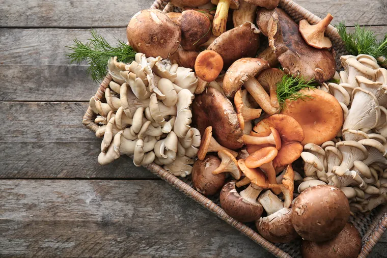Peut-on manger des champignons comestibles sauvages en toute sécurité ?
