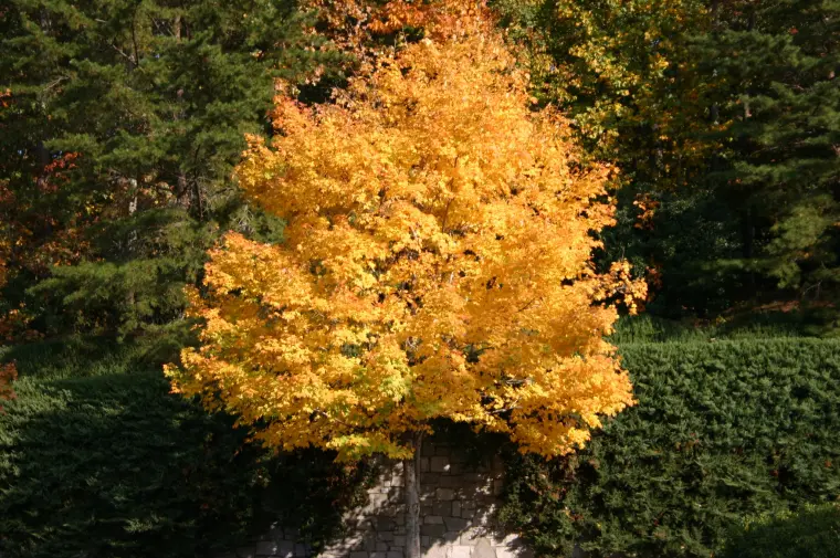 arbres à tailler absolument en automne jardin
