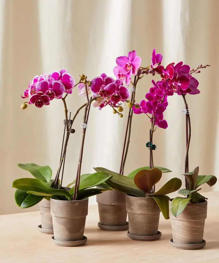 arrosage orchidées astuces