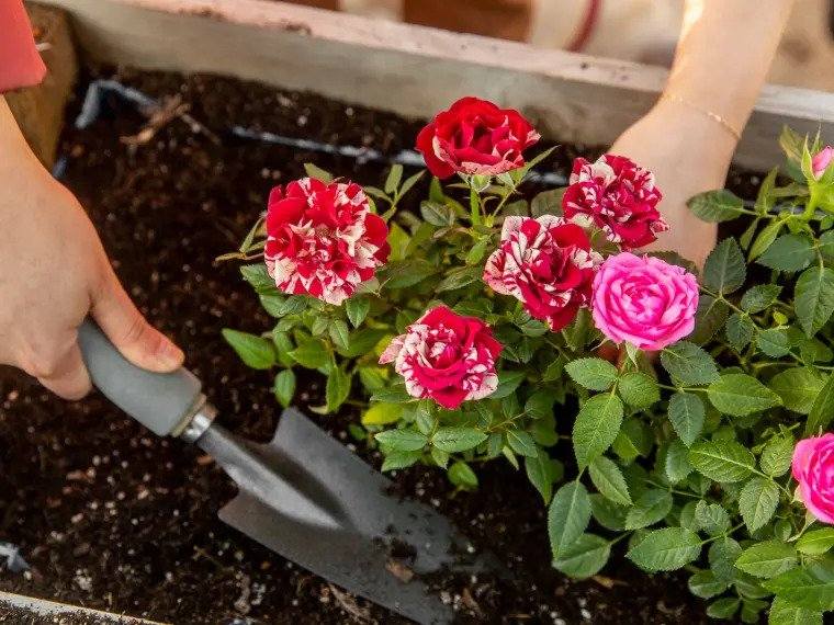 Bouture de rosier : comment bouturer des roses dans de l’eau facilement