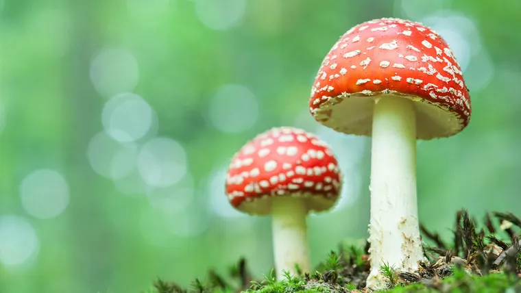 champignon toxique et mortel dangers