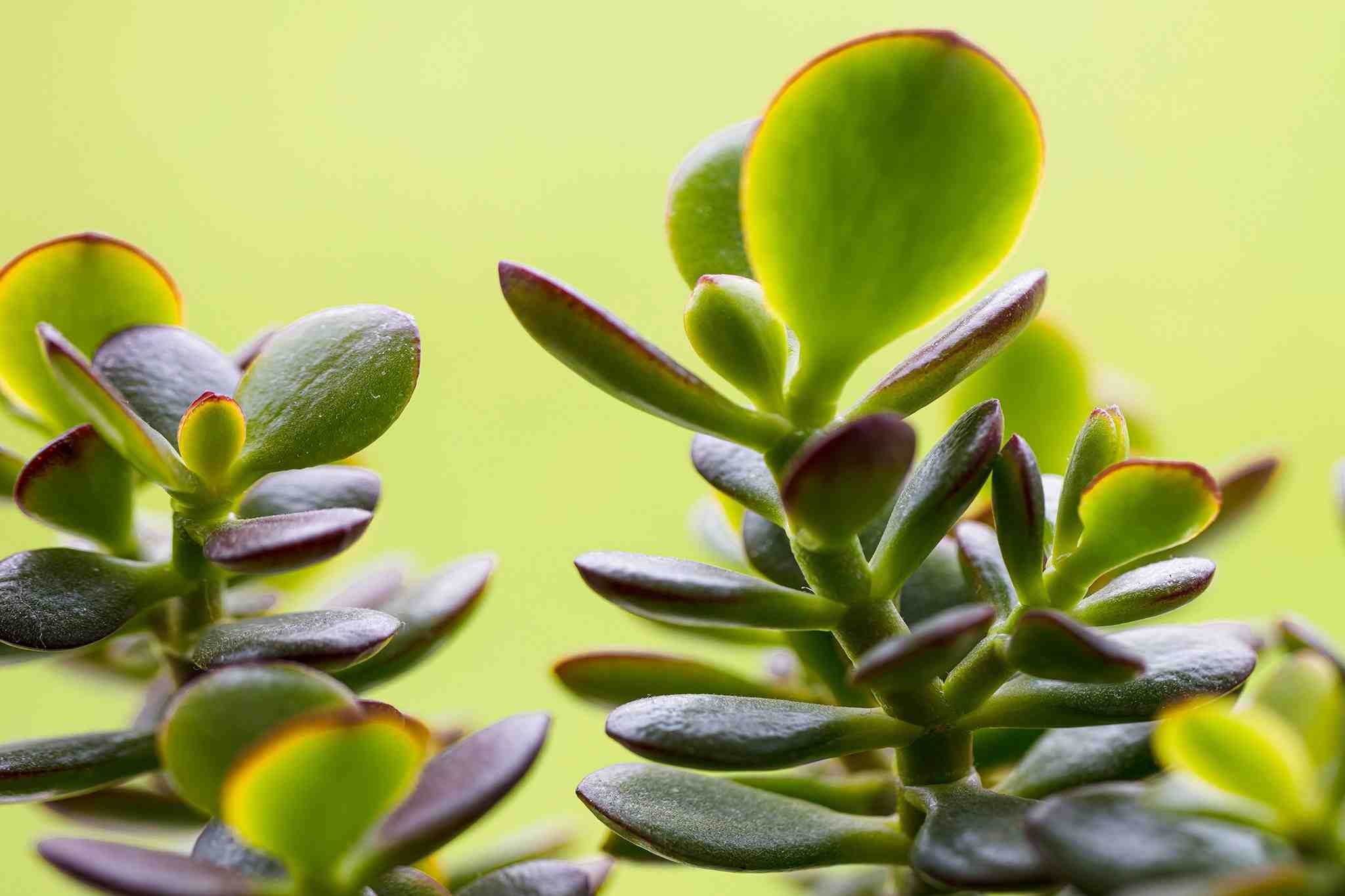 Comment entretenir un arbre de Jade : soins, arrosage, fertilisation