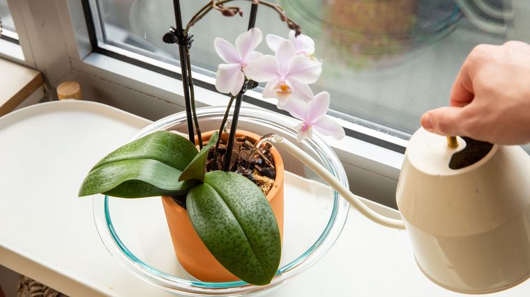 comment arroser une orchidée en pot intérieur