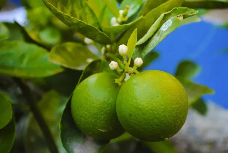 comment avoir des citrons en bonne santé arbre