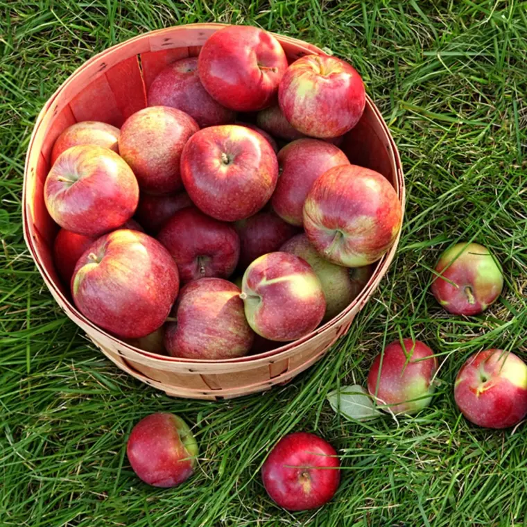 comment conserver les pommes après récolte 
