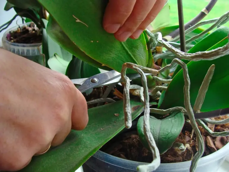 comment couper racine orchidée 