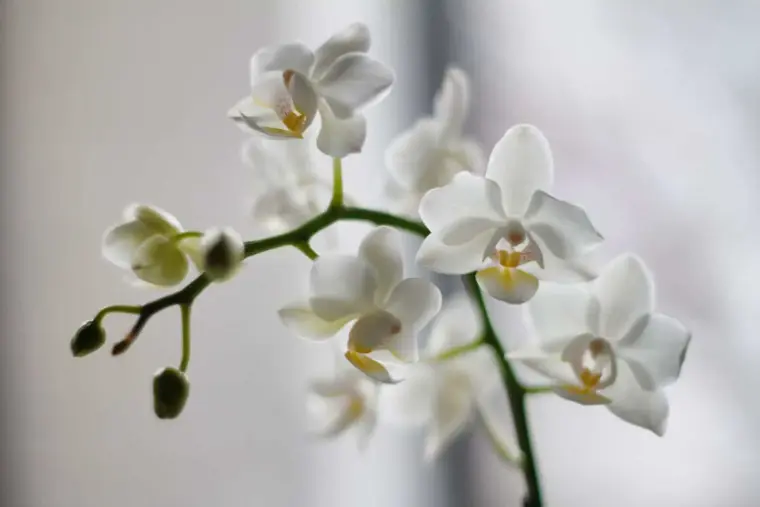 comment entretenir une orchidée 