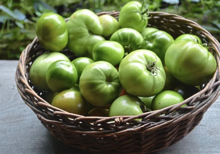 comment faire mûrir les tomates vertes astuces