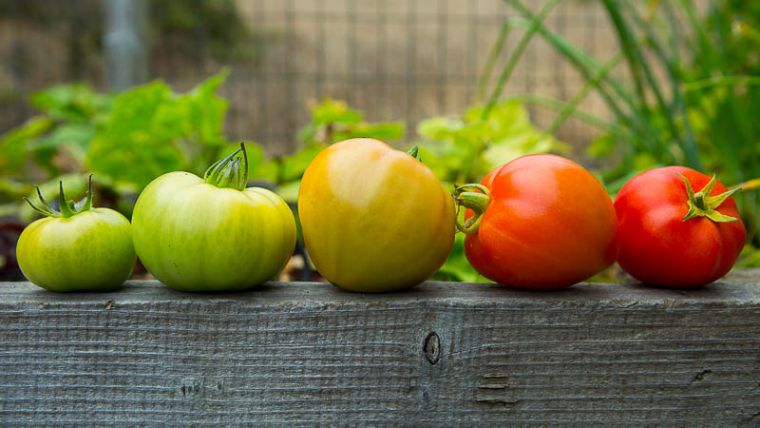 comment faire mûrir tomates automne