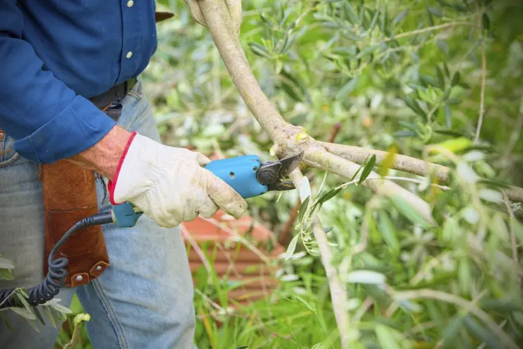 comment tailler un olivier sec en pot 
