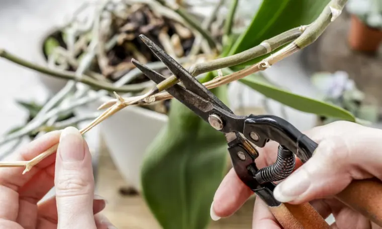 couper racines orchidées à l'air 