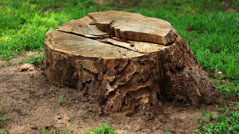 détruire une souche d arbre 