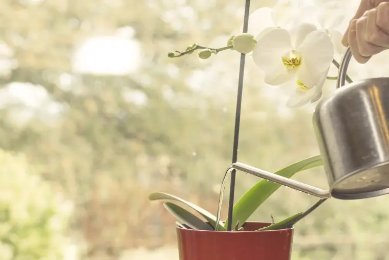 entretenir une orchidée en pot 