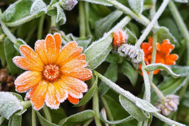 entretien calendula fleurs qui résistent au froid jardin