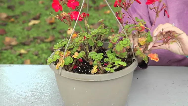 favoriser la floraison des géraniums en automne bouturage