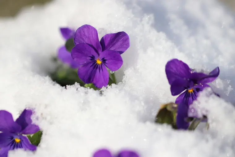 fleurs résistantes au gel fleur d'alto hiver