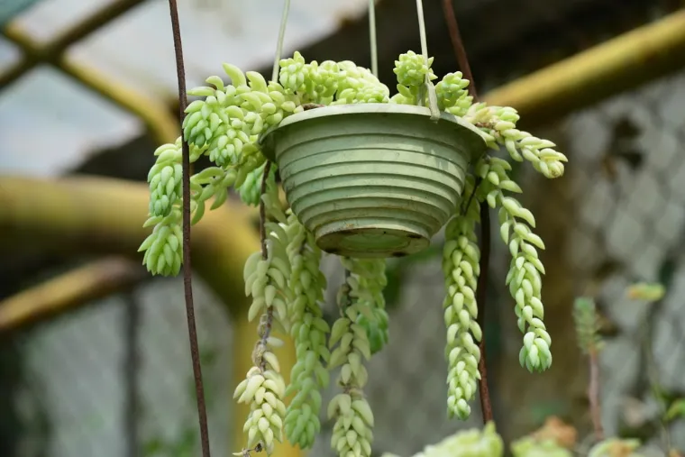 orpin morgane plante succulente suspension