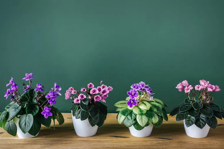 plante fleurissante pour intérieurs sombres violette africaine