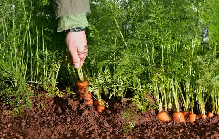 planter carottes hiver légumes