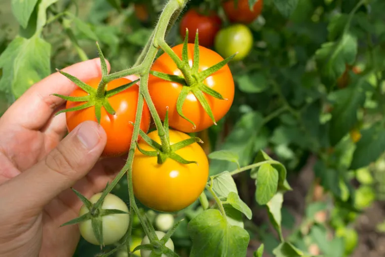 Quand planter tomates d’automne ? Tout savoir sur les tomates.