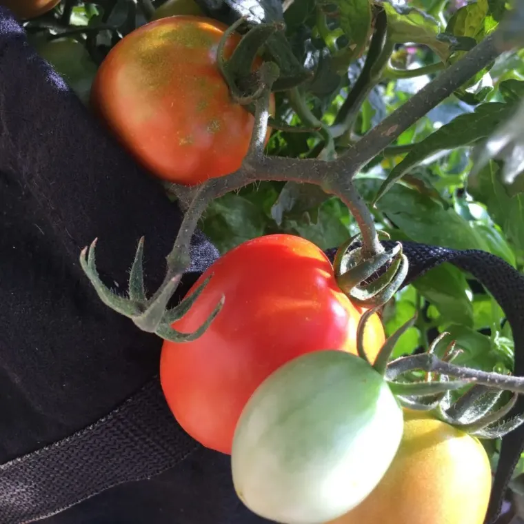 quand planter tomates automne