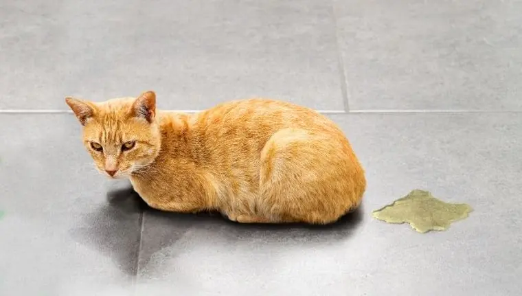 urine de chat sur canapé