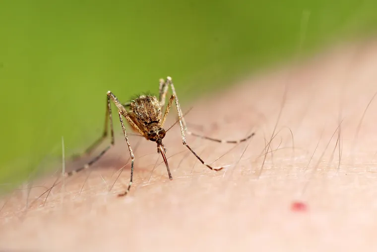 Comment les moustiques se comportent-ils en automne