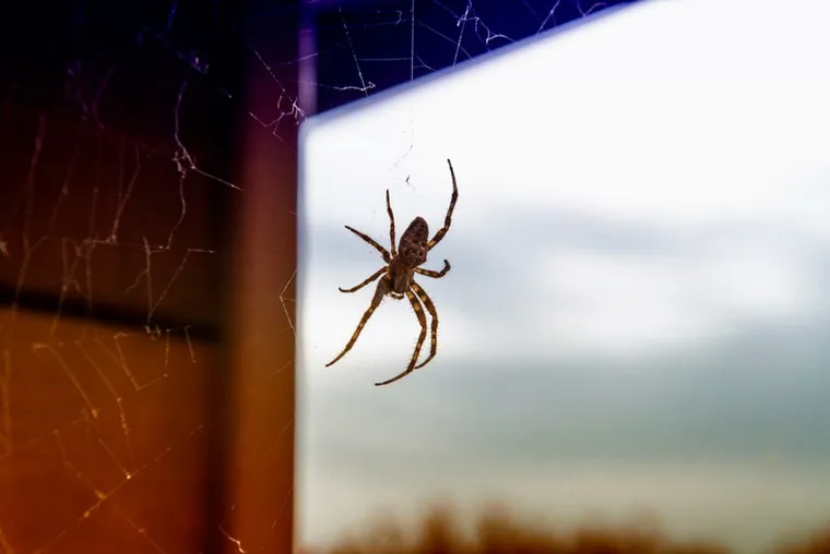 Comment se débarrasser des araignées rapidement et en toute sécurité