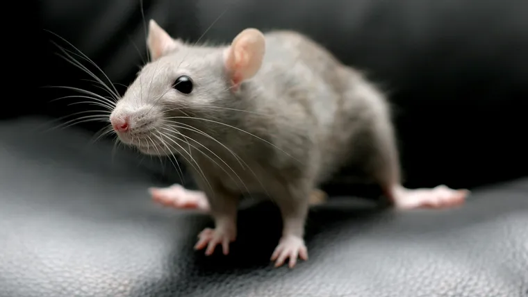Comment se débarrasser des rats dans la maison rapidement