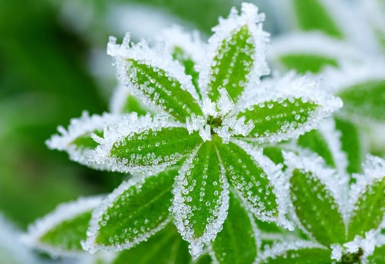 Plantes résistant au gel - Lesquelles planter au jardin cet hiver 2022