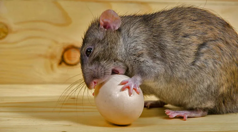 Prévention de la présence de rats dans le poulailler