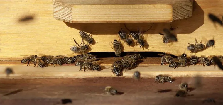 Un autre projet ambitieux de communication avec les abeilles