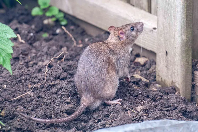 chasser les rats jardin