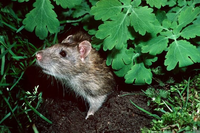 comment chasser les rats du jardin
